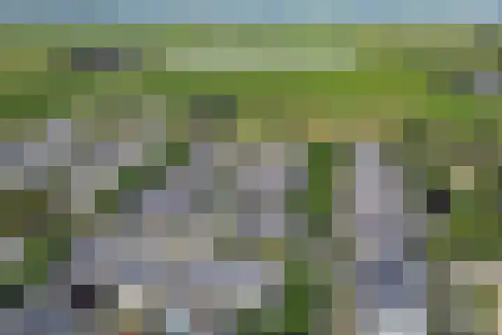 Salomonsakker 50 Hedel thumbnail 39