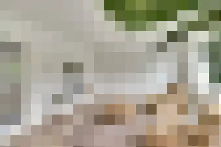Salomonsakker 50 Hedel thumbnail 4