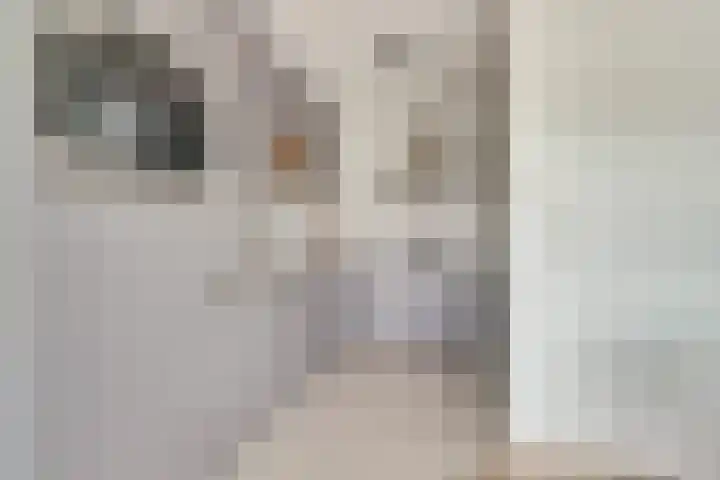 Salomonsakker 50 Hedel thumbnail 7
