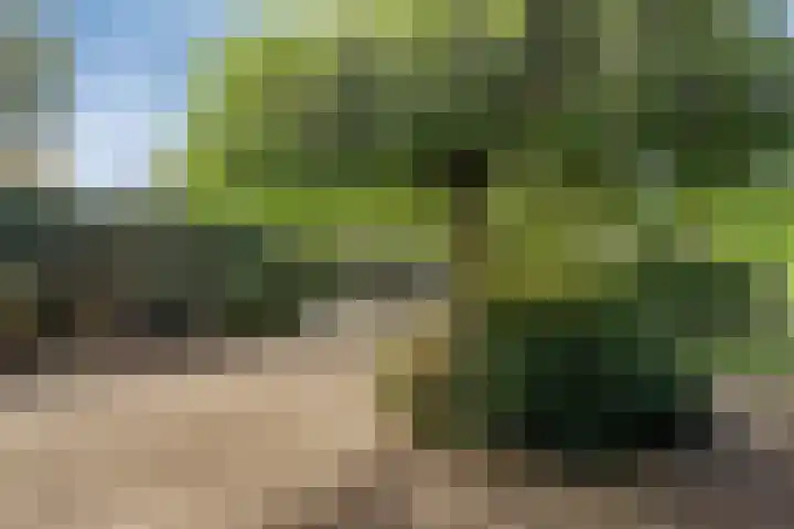 Salomonszegel 129 Apeldoorn thumbnail 16