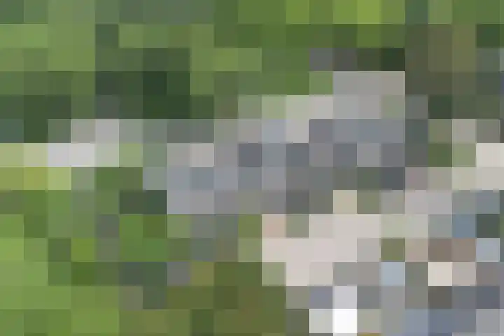Salomonszegel 135 Apeldoorn thumbnail 32