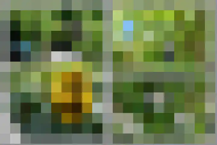 Salomonszegel 3 Breukelen thumbnail 20