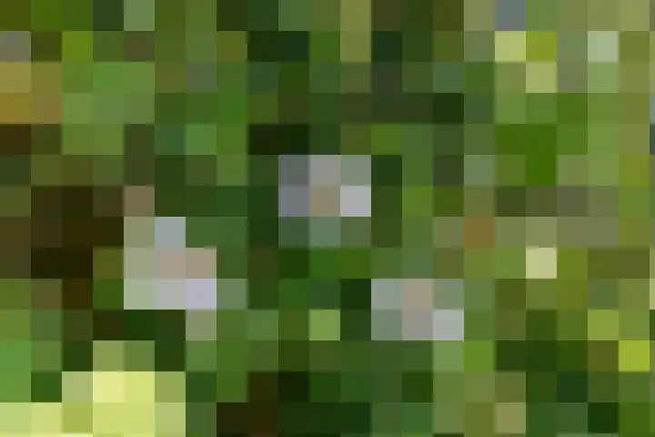 Salomonszegel 3 Breukelen thumbnail 37