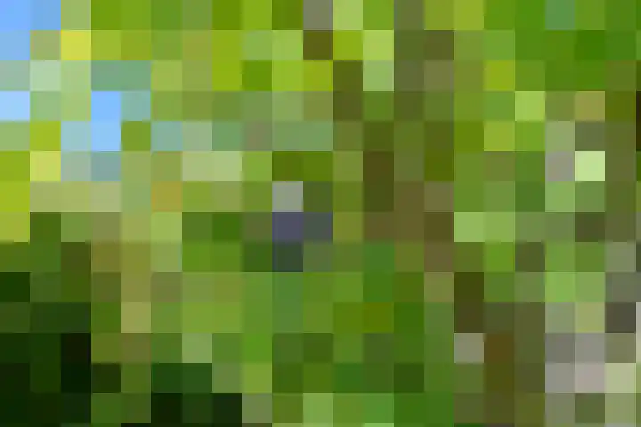Salomonszegel 3 Breukelen thumbnail 40