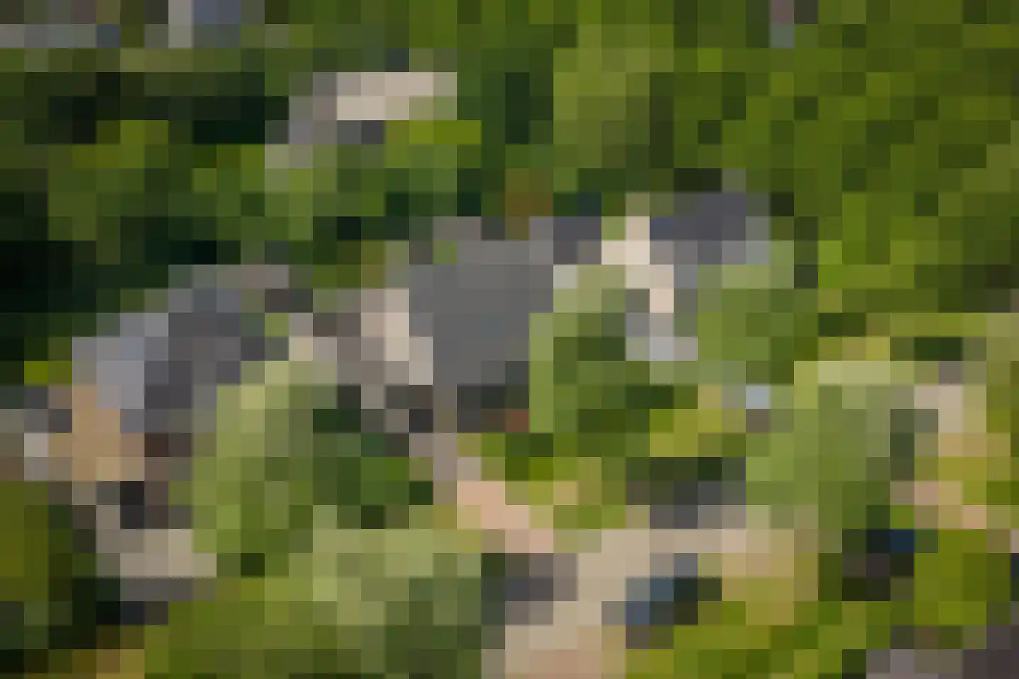 Salomonszegel 6 Twello thumbnail 52