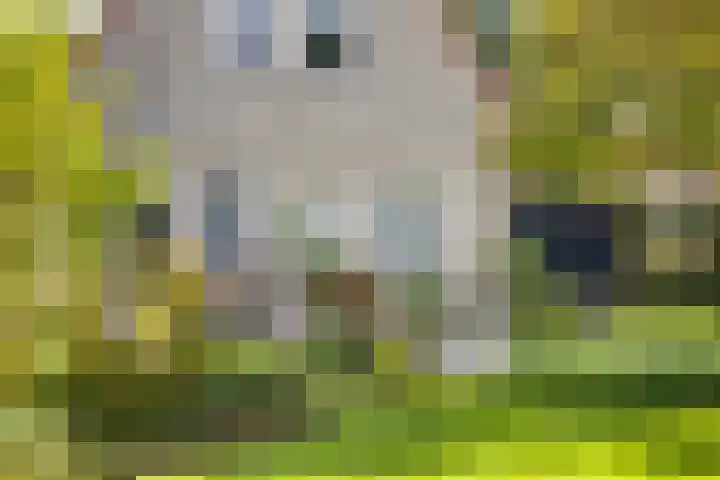 Saltshof 1243 Wijchen thumbnail 23