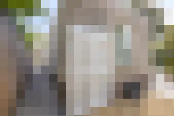Saltshof 1243 Wijchen thumbnail 31