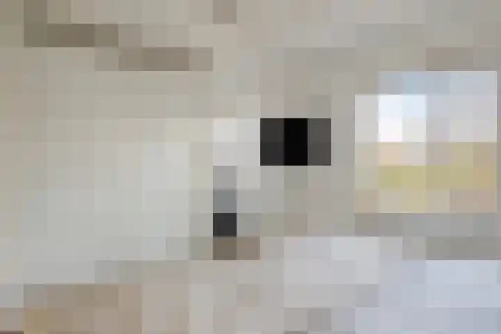 Saltshof 1738 Wijchen thumbnail 13