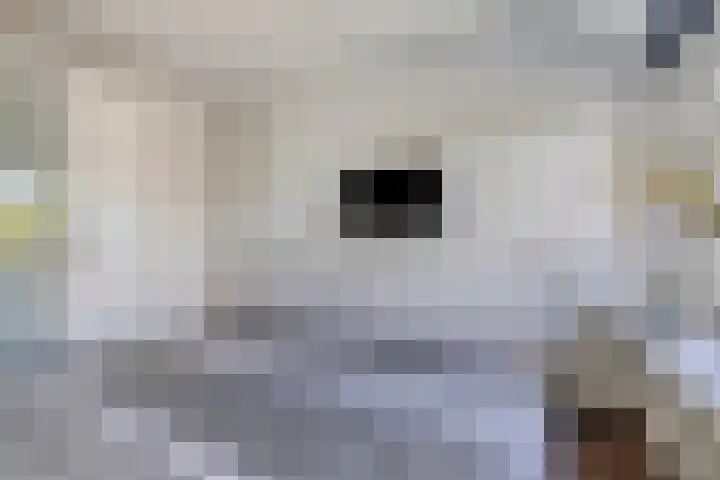 Saltshof 2016 Wijchen thumbnail 12