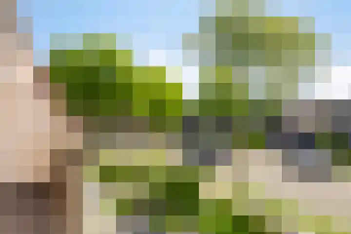 Saltshof 2016 Wijchen thumbnail 19