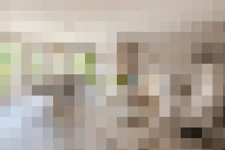 Saltshof 2033 Wijchen thumbnail 6