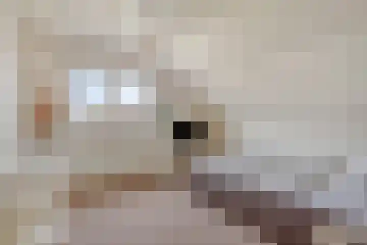 Saltshof 3214 Wijchen thumbnail 22