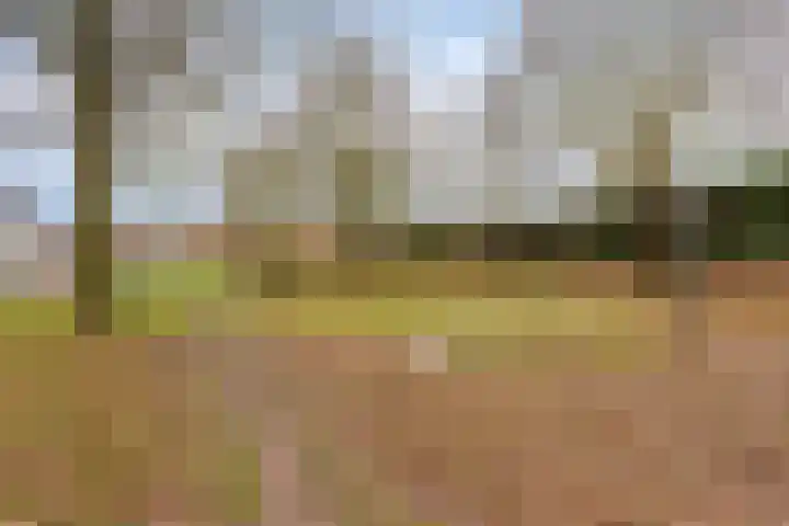 Saltshof 3252 Wijchen thumbnail 37