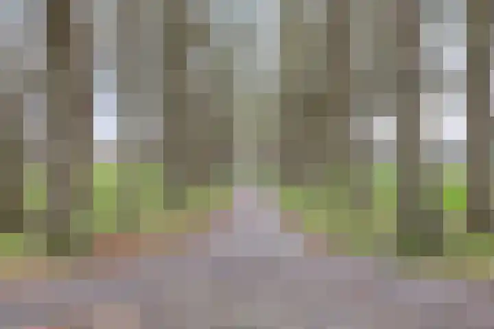 Saltshof 3252 Wijchen thumbnail 4