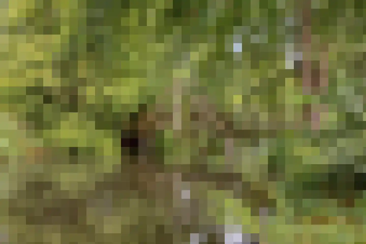 Saltshof 3486 Wijchen thumbnail 48