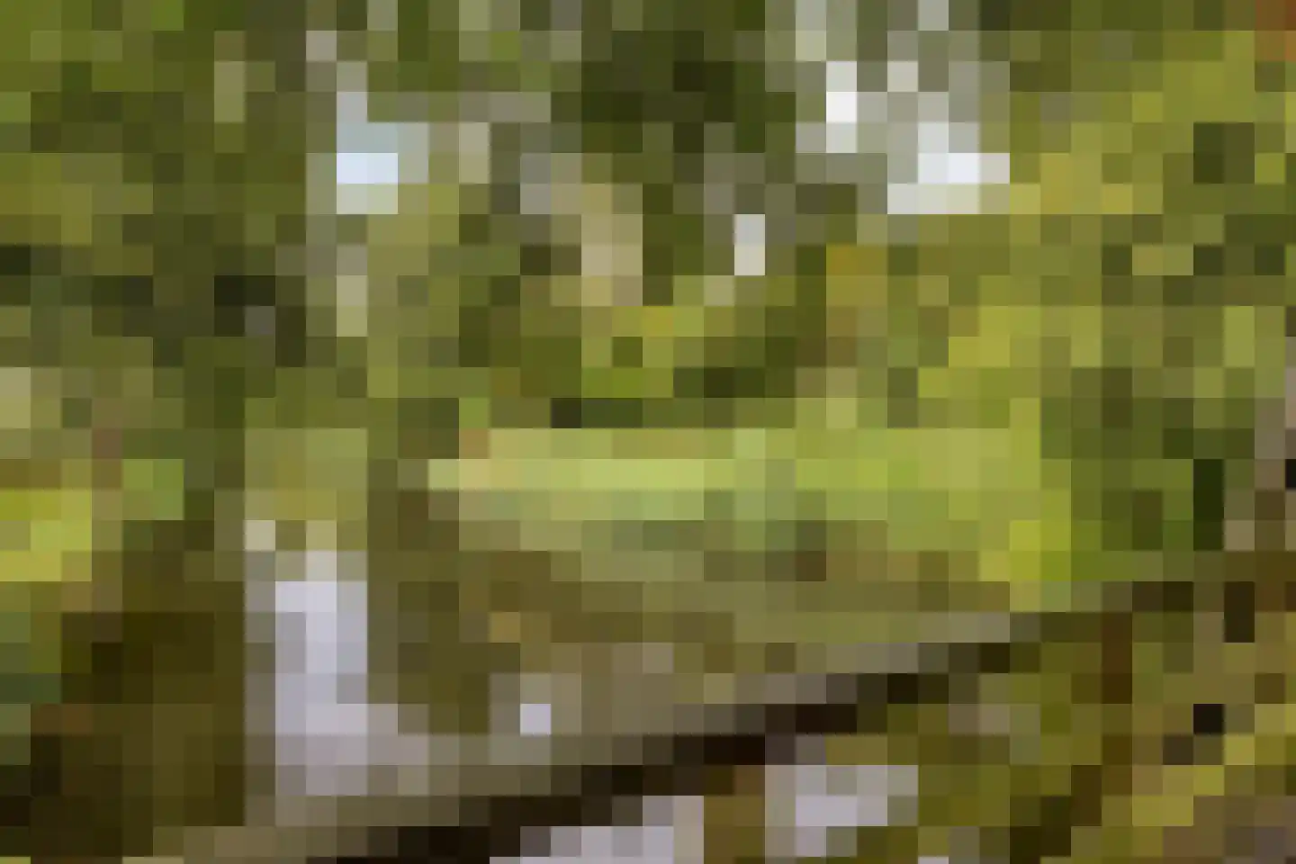 Saltshof 3486 Wijchen thumbnail 49