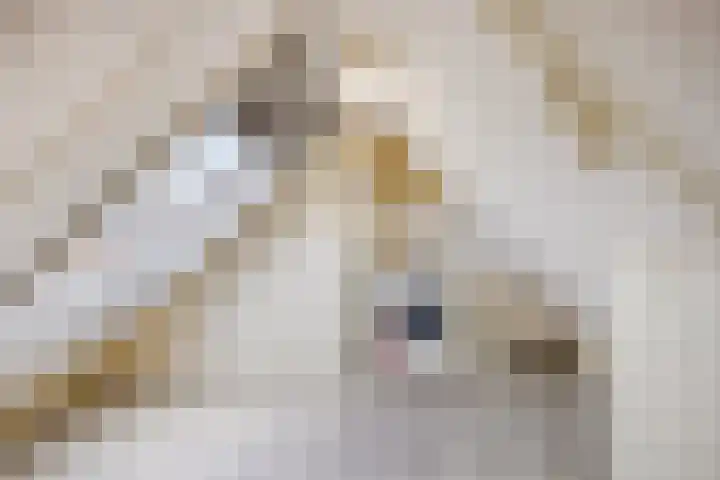 Saltshof 3531 Wijchen thumbnail 21