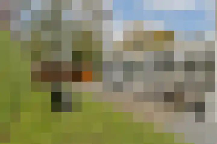 Salvia 19 Dordrecht thumbnail 24