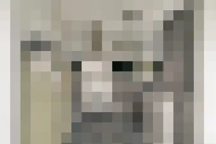Salvia 19 Dordrecht thumbnail 9