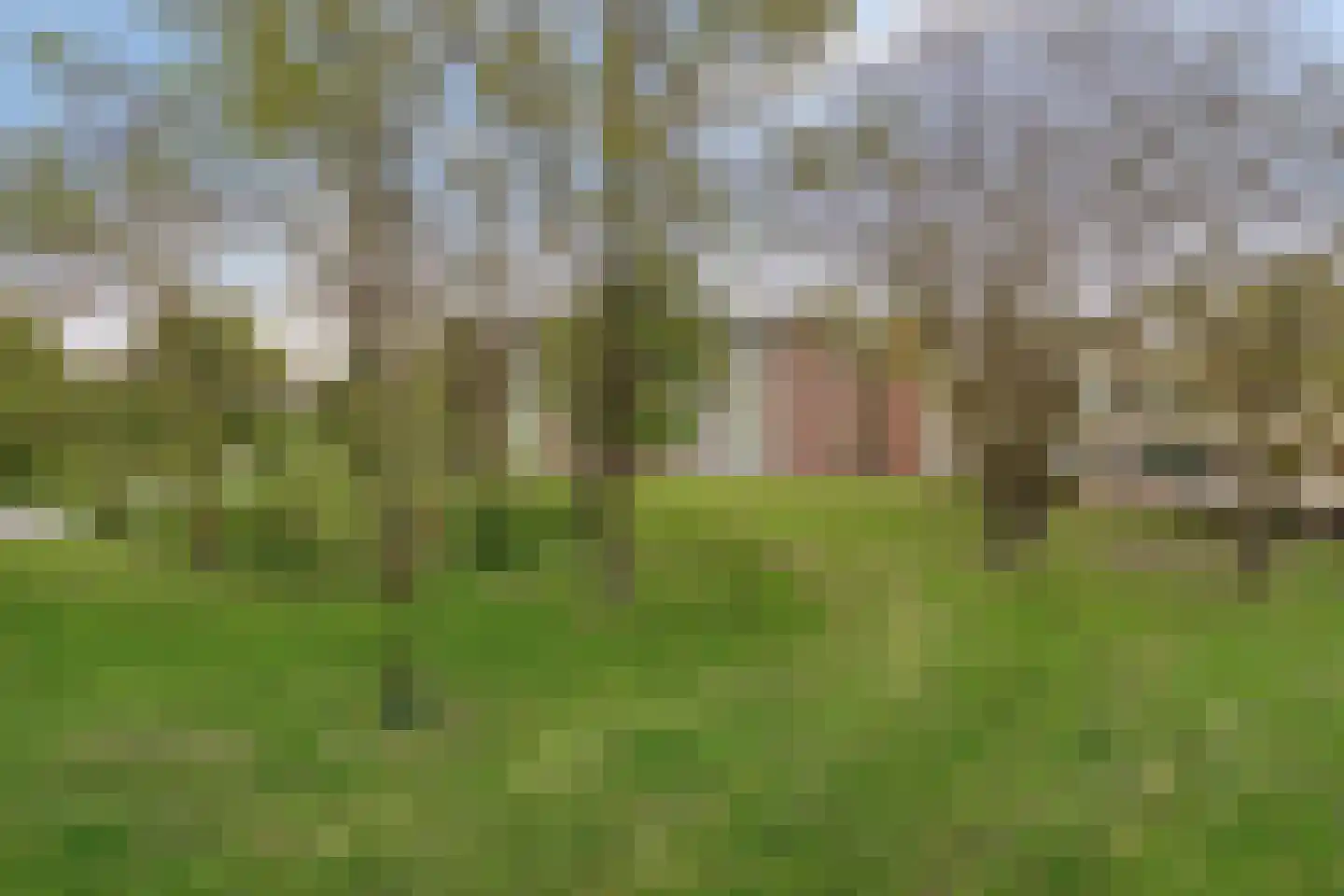 Salviabeemd 39 H Maastricht thumbnail 12