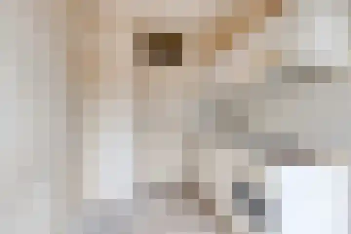 Salviahof 34 Noordwijk thumbnail 17