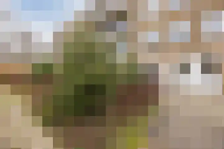 Salviahof 41 Noordwijk thumbnail 31
