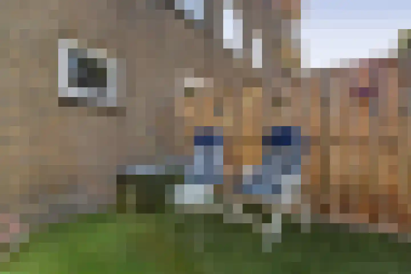Salviahof 57 Noordwijk thumbnail 36
