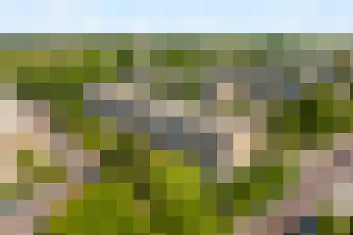 Salviahof 61 Noordwijk thumbnail 28