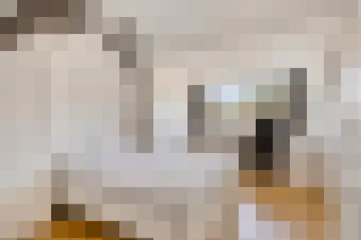 Sam Gewissies 52 Geldrop thumbnail 4