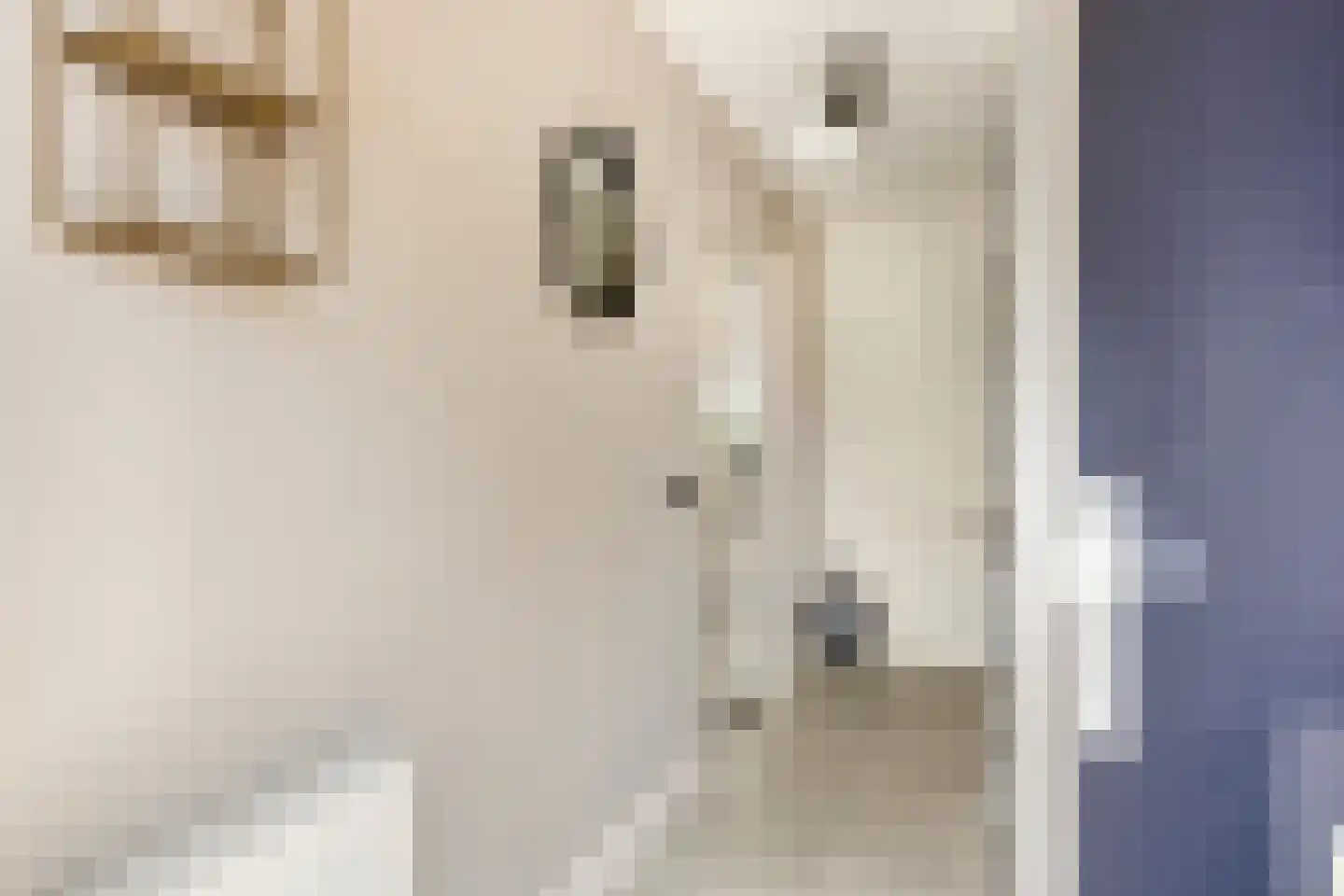 Sam Gewissies 56 Geldrop thumbnail 8