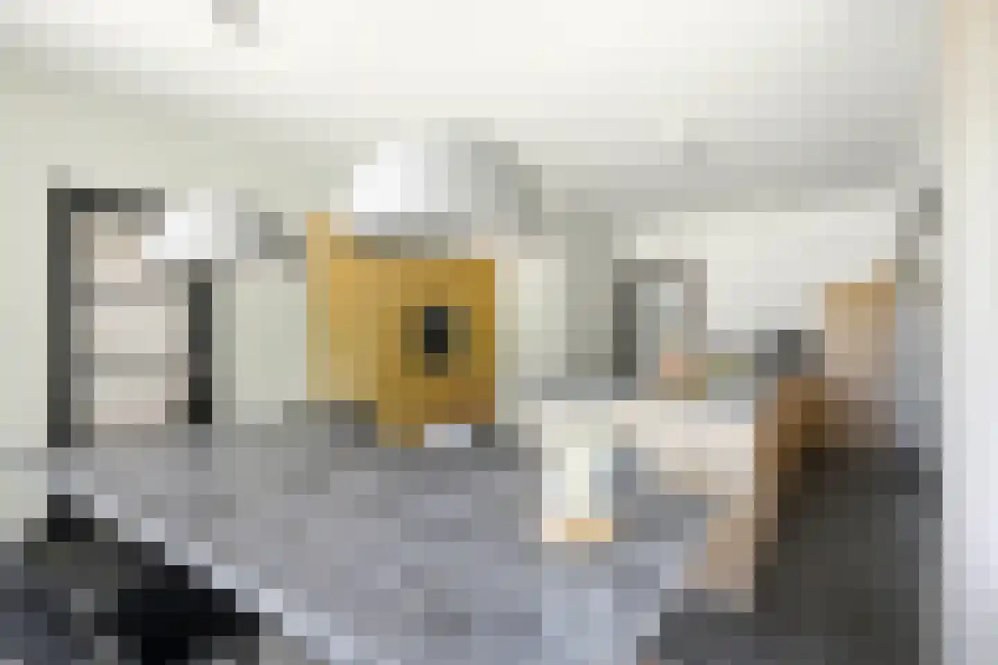 Sambeekseweg 21 Boxmeer thumbnail 9