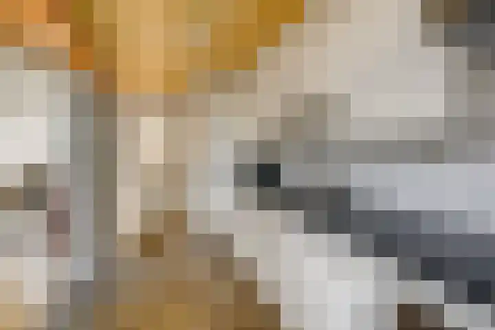 Sambrestraat 4 Heemskerk thumbnail 16