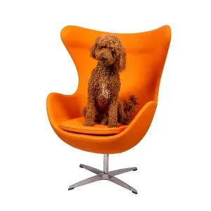 Photo of Sammy - De snuffel stagiaire