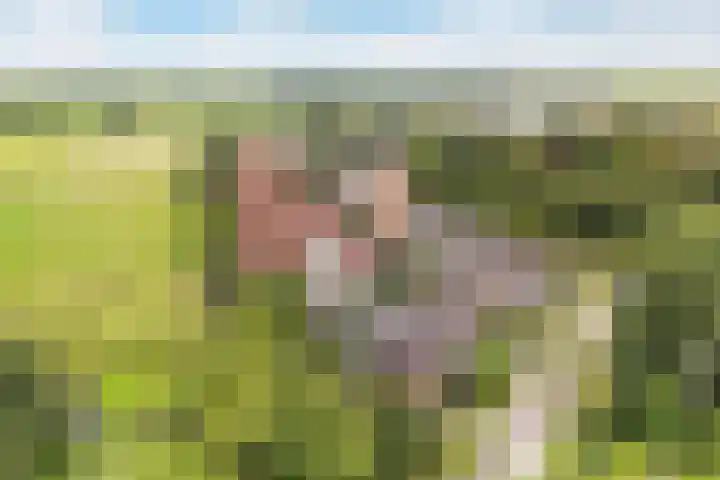 Sânbuorren 12 Oudega thumbnail 73