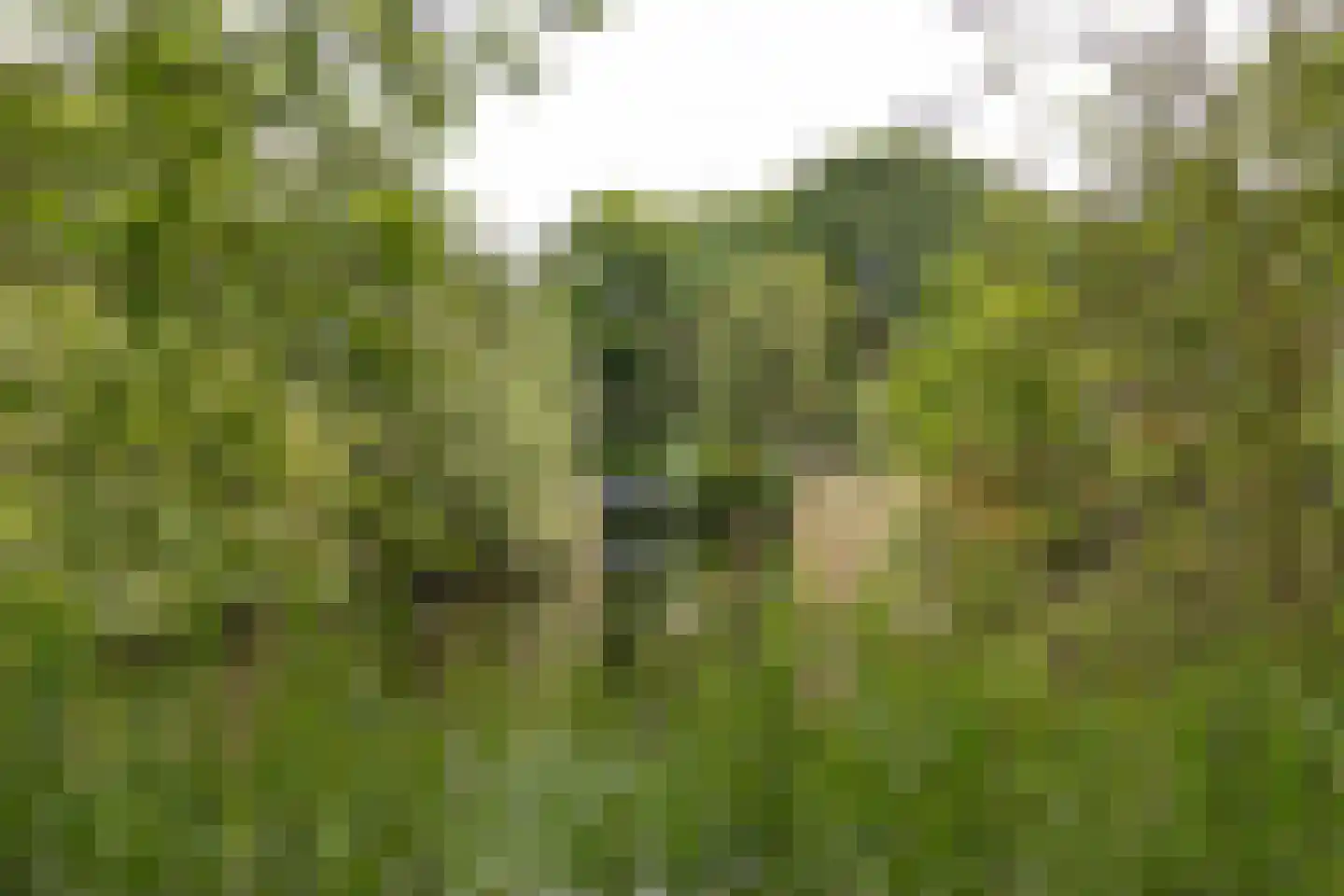 Sandenburg 109 Haarlem thumbnail 30