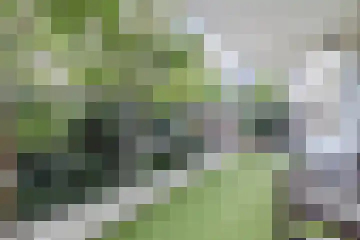 Sandenburg 123 Haarlem thumbnail 20