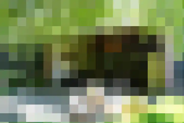 Sandoel 41 Raamsdonksveer thumbnail 65