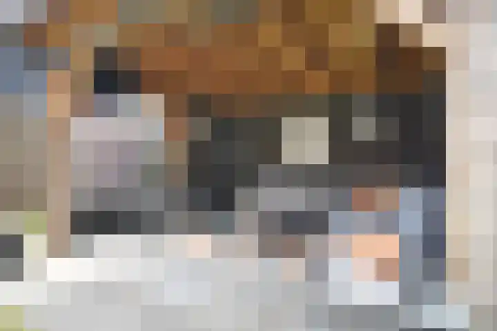 Sânhichte 25 Garyp thumbnail 7