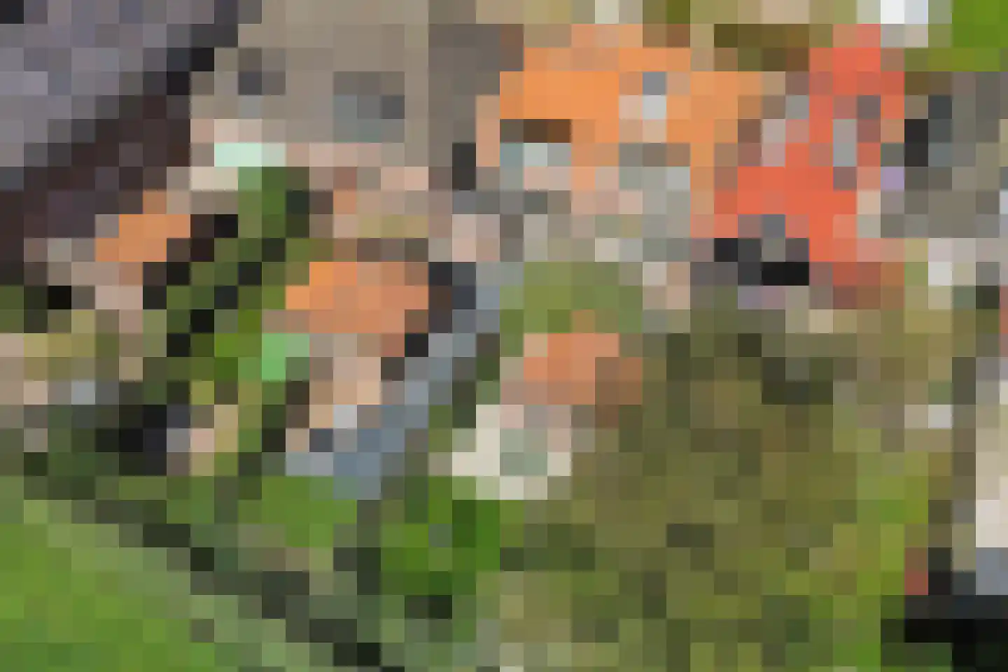 Sânpaed 16 Weidum thumbnail 12