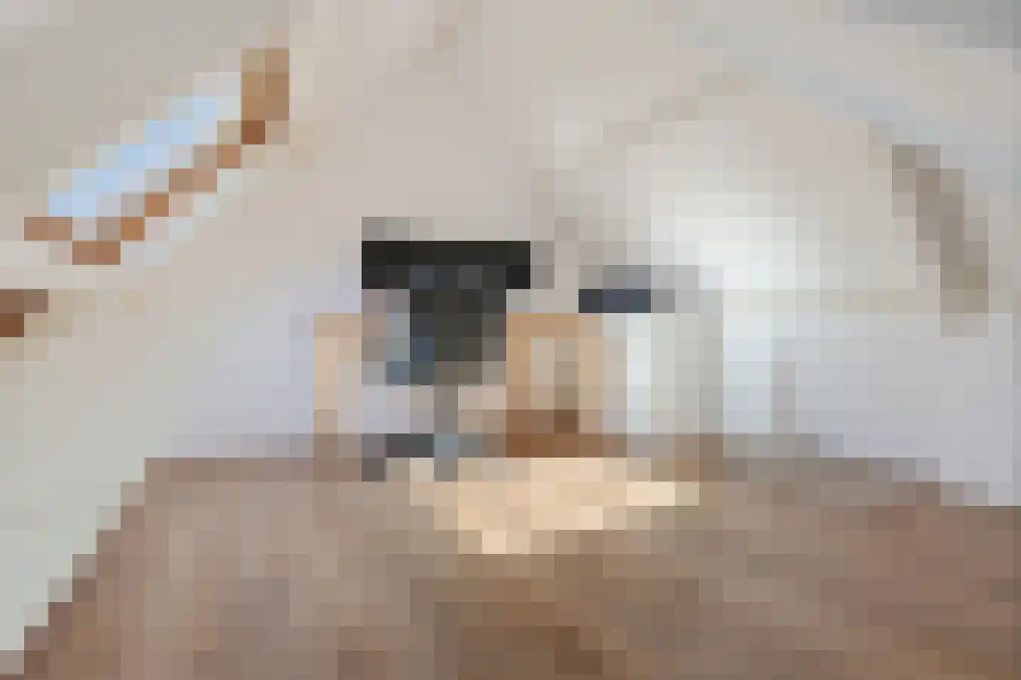 Sânpaed 16 Weidum thumbnail 27