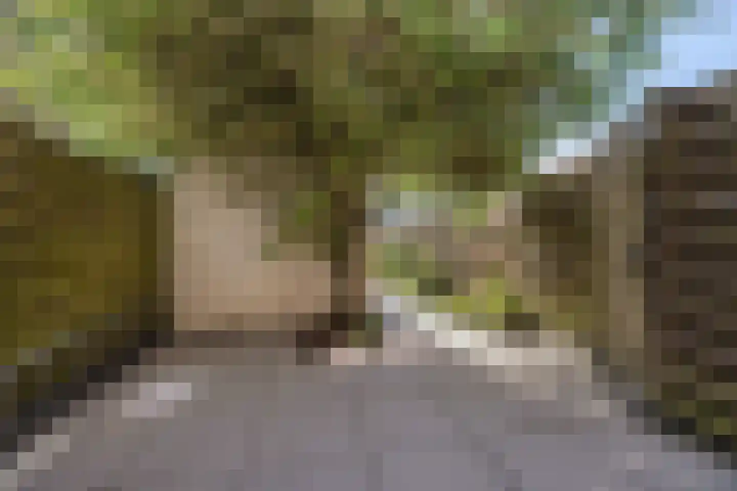 Sânpaed 16 Weidum thumbnail 33