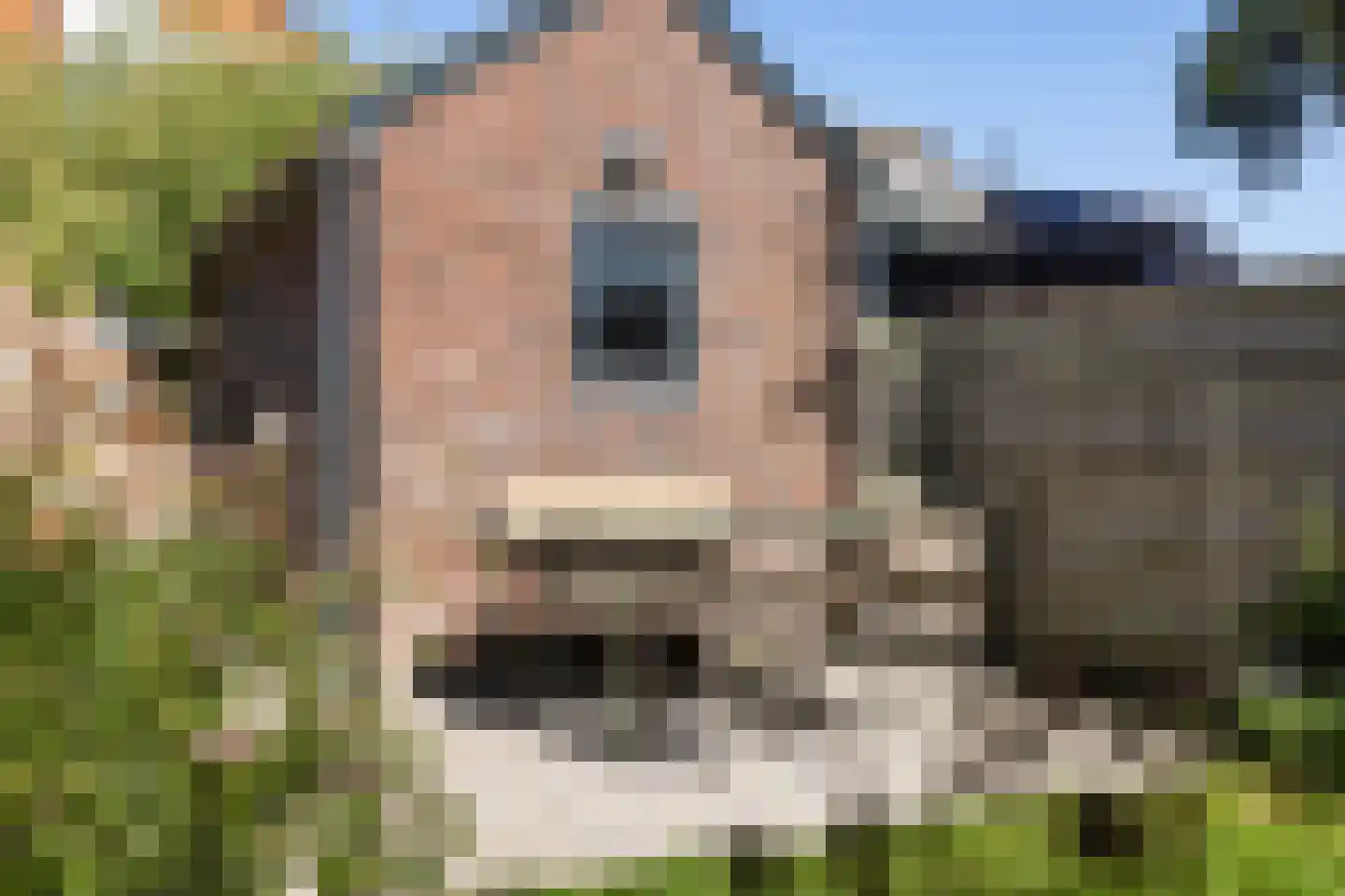 Sânpaed 16 Weidum thumbnail 35