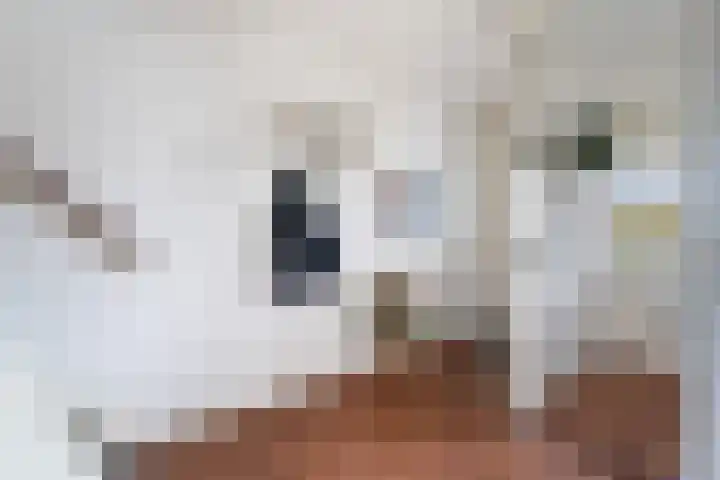 Santhorst 63 Leiderdorp thumbnail 6