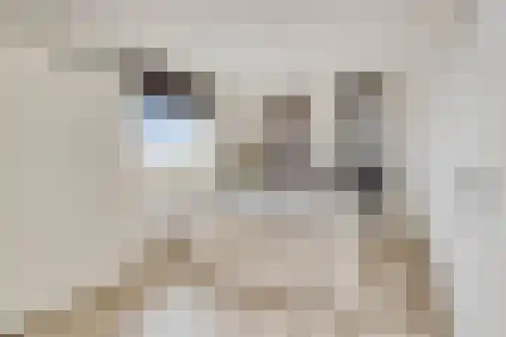 Saparua 77 Barneveld thumbnail 12
