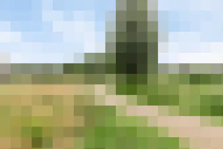 Saparua 77 Barneveld thumbnail 26