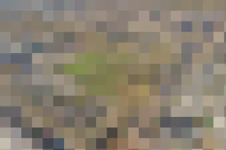 Sardiniëpad 7 Eindhoven thumbnail 61