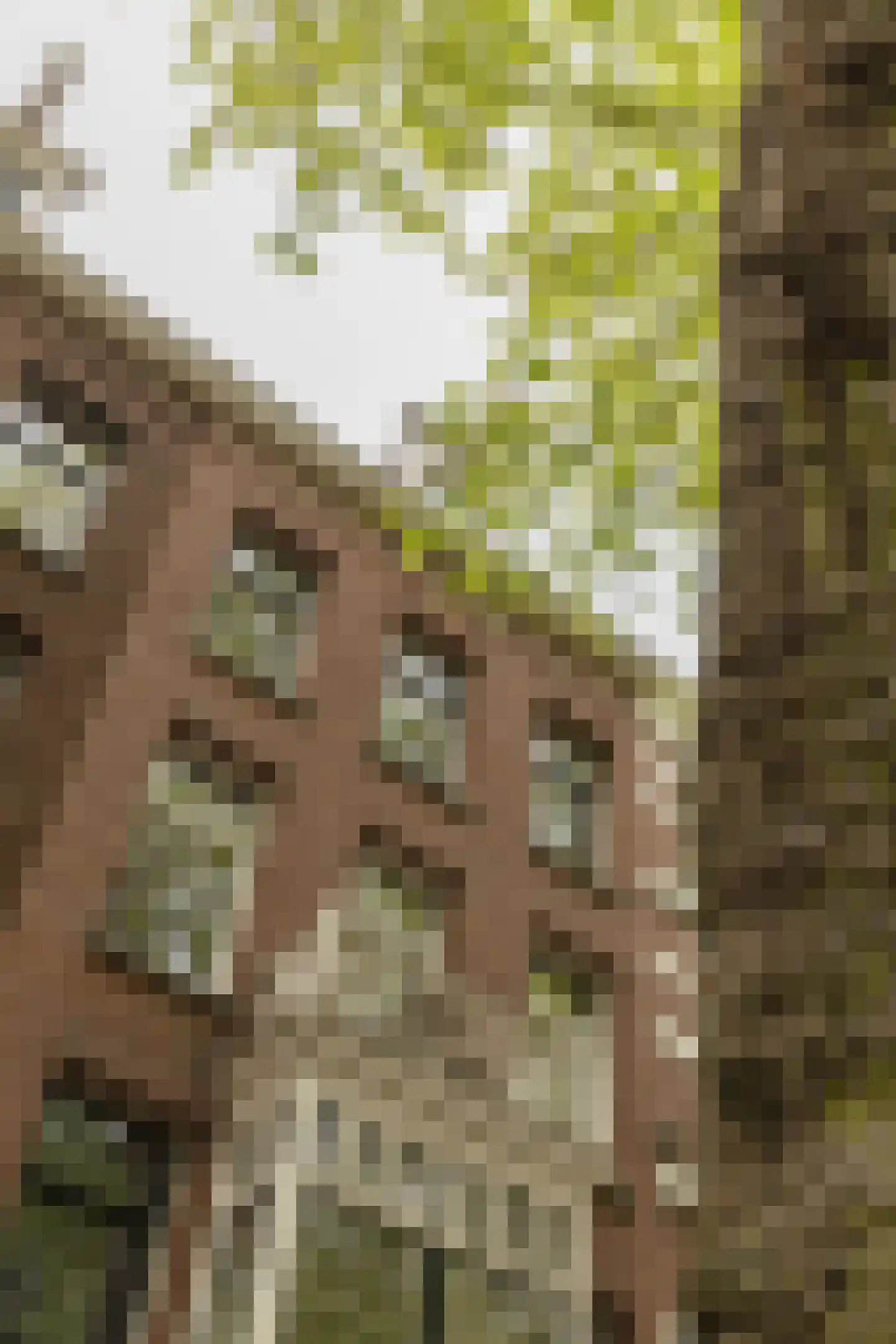 Sarphatipark 110 H Amsterdam thumbnail 6