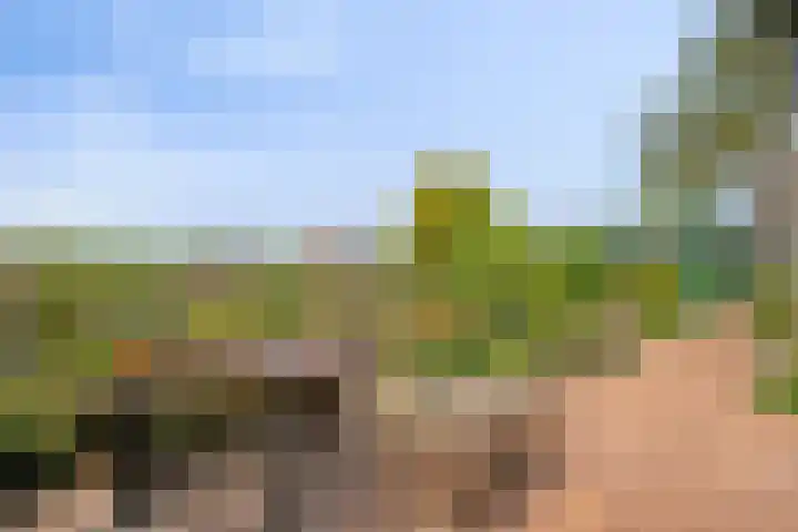 Sasdijk 2 Hulst thumbnail 4