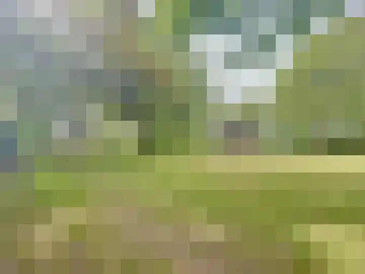 Sasdijkweg 3 Vogelwaarde thumbnail 27