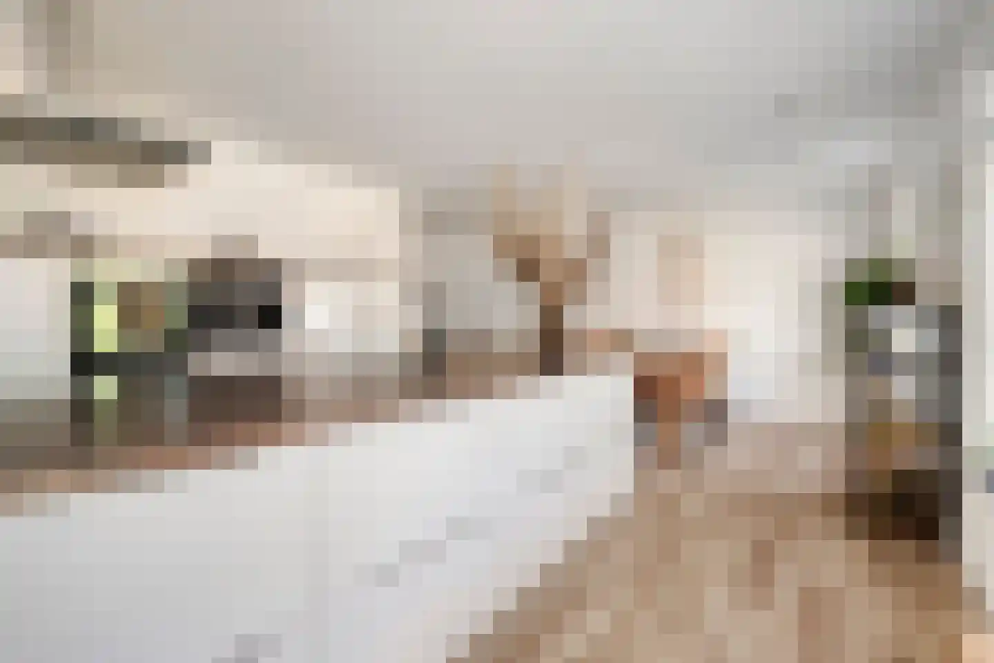 Sasput 5 Schoondijke thumbnail 18